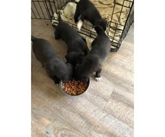 4 Pitsky puppies for sale