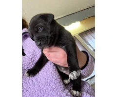4 Pitsky puppies for sale - 2