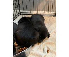 4 Pitsky puppies for sale - 3