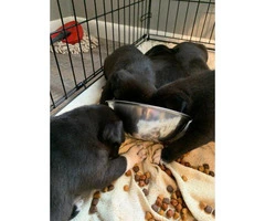 4 Pitsky puppies for sale - 4