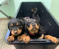 7 weeks old Rottweilers needs a good home