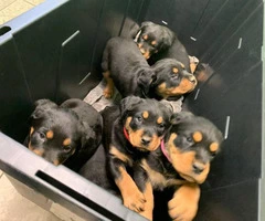 7 weeks old Rottweilers needs a good home - 3