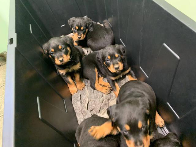 7 weeks old Rottweilers needs a good home Chicago - Puppies for Sale ...