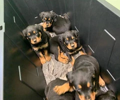 7 weeks old Rottweilers needs a good home - 4
