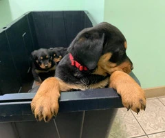 7 weeks old Rottweilers needs a good home - 5