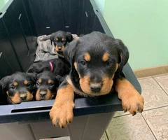 7 weeks old Rottweilers needs a good home - 6