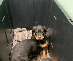 7 weeks old Rottweilers needs a good home - 7