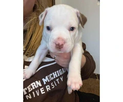 Full blood Male Pit bull puppies