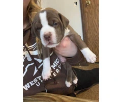 Full blood Male Pit bull puppies - 2
