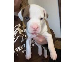 Full blood Male Pit bull puppies - 3