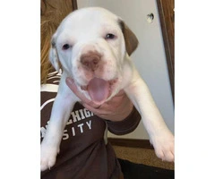 Full blood Male Pit bull puppies - 4