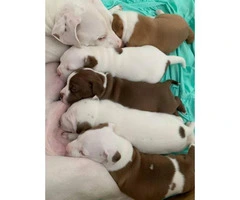 Full blood Male Pit bull puppies - 8