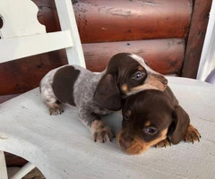 Purebred Miniature dachshund puppies - 2