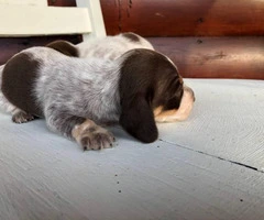 Purebred Miniature dachshund puppies - 4