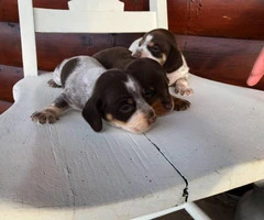 Purebred Miniature dachshund puppies - 5