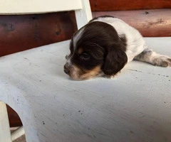 Purebred Miniature dachshund puppies - 6