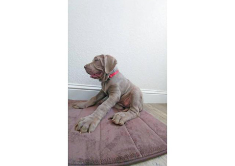 13 Weeks Old Cane Corso Puppies available for adoption