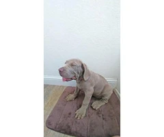 13 Weeks Old Cane Corso Puppies available for adoption - 4