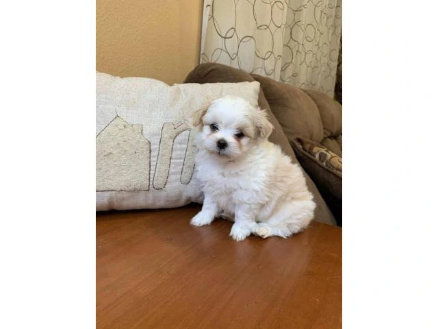 2 super cute male Toy Maltipoo puppies for sale