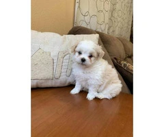 2 super cute male Toy Maltipoo puppies for sale