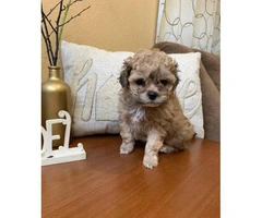 2 super cute male Toy Maltipoo puppies for sale - 2
