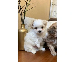 2 super cute male Toy Maltipoo puppies for sale - 3