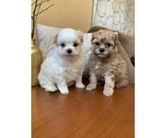 2 super cute male Toy Maltipoo puppies for sale - 4