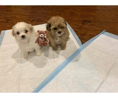 2 super cute male Toy Maltipoo puppies for sale - 5