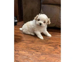 2 super cute male Toy Maltipoo puppies for sale - 6