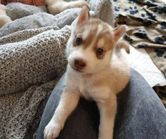 Husky Pups For Sale *  Males and Females Left * - 3
