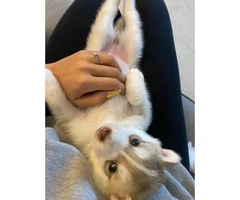 Husky Pups For Sale *  Males and Females Left * - 4
