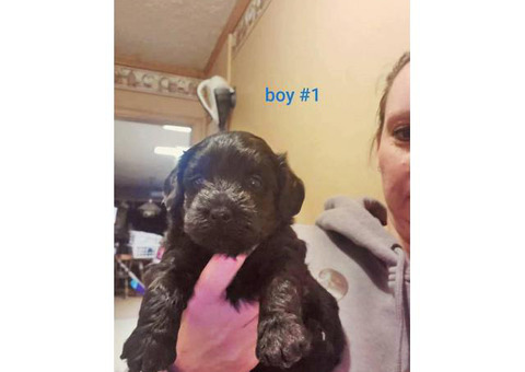 2 male Yorkiepoo puppies for sale