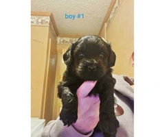 2 male Yorkiepoo puppies for sale