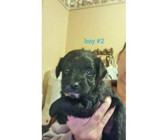 2 male Yorkiepoo puppies for sale