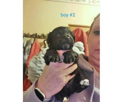 2 male Yorkiepoo puppies for sale