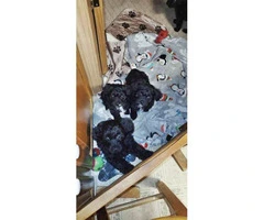 2 male Yorkiepoo puppies for sale