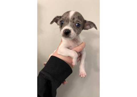 Chihuahua Puppies looking for their forever homes