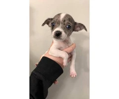 Chihuahua Puppies looking for their forever homes