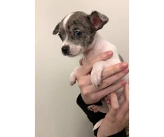 Chihuahua Puppies looking for their forever homes - 2