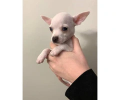 Chihuahua Puppies looking for their forever homes - 4