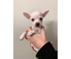 Chihuahua Puppies looking for their forever homes - 5
