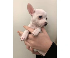 Chihuahua Puppies looking for their forever homes - 6