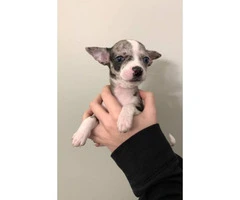 Chihuahua Puppies looking for their forever homes - 8