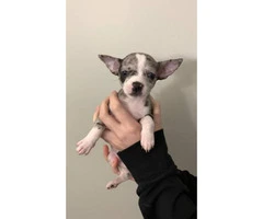 Chihuahua Puppies looking for their forever homes - 9