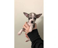 Chihuahua Puppies looking for their forever homes - 10