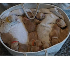 5 females, 4 males AKC Registered Golden Retriever Puppies - 2