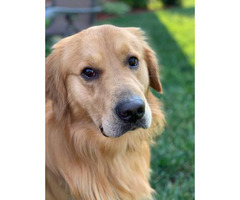 5 females, 4 males AKC Registered Golden Retriever Puppies in Knoxville, Tennessee - Puppies for ...