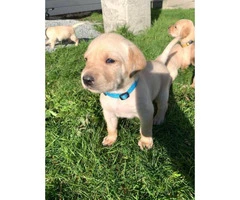 3 females, and 2 males Yellow lab puppies available