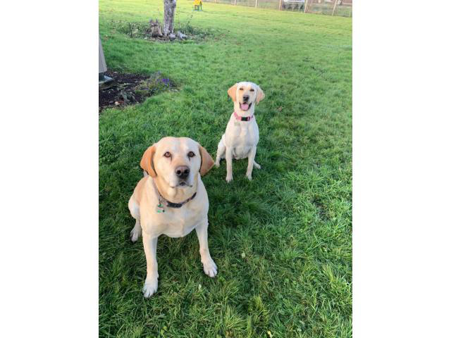 3 females, and 2 males Yellow lab puppies available in ...