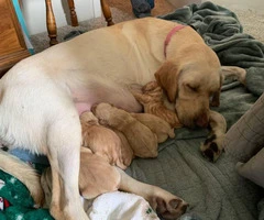 3 females, and 2 males Yellow lab puppies available - 3